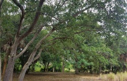 3730 S Tropical Trail, Merritt Island, FL 32952