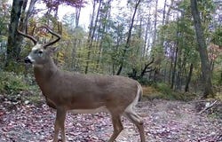 VL Bucktooth Run Road, Little Valley, NY 14755