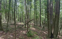 1 COUNTY ROAD 670, RANBURNE, AL 36273