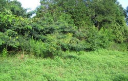 000 Elm Street Street, Norlina, NC 27563