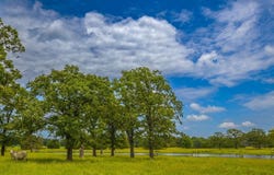 441 Fm 416, Streetman, TX 75859