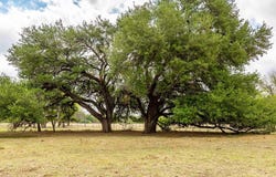 755 Lonesome Trail, Fredericksburg, TX 78624
