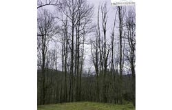 # 12 Yasmine Lane Lane, Vilas, NC 28692