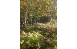 Pine Grove Lane lot: #13, Etna, ME 04434