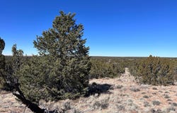 004b N N7411, St. Johns, AZ 85936