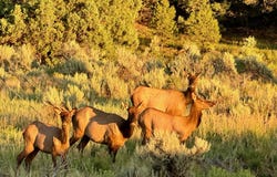 000 Hwy 96 and Hwy 595, Regina, NM 87017