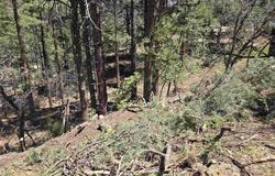 238 Pine Ridge, Ridgway, CO 81432