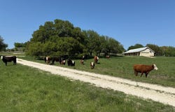 3399 CR 267, Oglesby, TX 76561