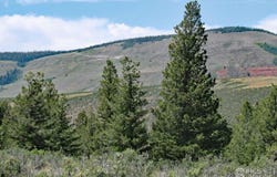 Livermore, CO 80536