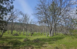0 Hwy 66, TL 1402, Ashland, OR 97520