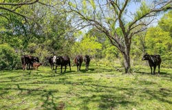 2296 County Road 2545, Meridian, TX 76665