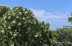74-5618 PALANI RD unit: D5, Kailua-Kona, HI 96740