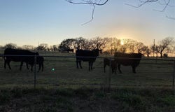 Tbd PR 114, Covington, TX 76636