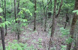 Mountain  RD, Harrison, AR 72601
