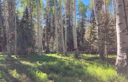 191 Aspen Trail, Cimarron, CO 81220
