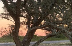 Lot 22 Belle Fontaine Drive, Ocean Springs, MS 39564
