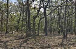 Tract A Greatview Lane, Lebanon, MO 65536