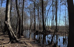 Canetuck Road, Currie, NC 28435