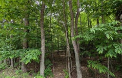 Parcel "B" W Smith Lake, Manistique, MI 49854