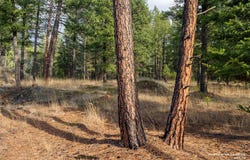 Lake Heights lot: 10, Eureka, MT 59917