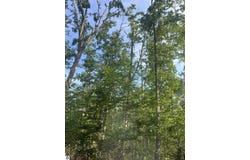 Lot 388 Wyndwood Drive, Mancelona, MI 49659