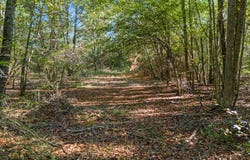 FM 3324, 24 Acres, Pittsburg, TX 75686