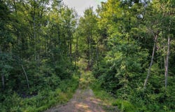 Lot 15 SCOUT TRAIL, Ojibwa, WI 54862