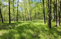 Upper Samsonville Road, Olivebridge, NY 12461