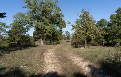 County Road 1130, Willow Springs, MO 65793