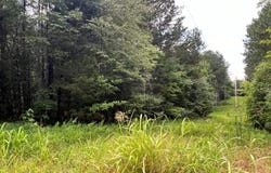 Lot 5 Willie Promore Rd, Decatur, TN 37322
