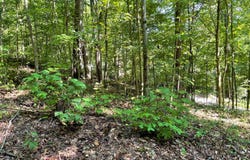 Eagle Heights lot: 8D, Hiawassee, GA 30546