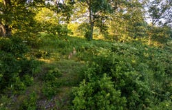 Jasper Rd, Spokane, MO 65754