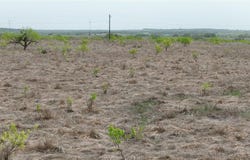 141 Live Oak Mott DR, Goldthwaite, TX 76844