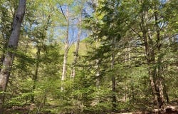 McClain Watson Road, Shippenville, PA 16254