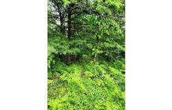 5acre Almy or Maple Hill Road, Howard City, MI 49329