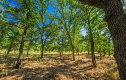 560 Mystic Oaks Trail lot: 10, Fredericksburg, TX 78624