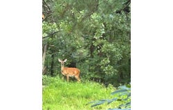 11990 SE 1010 Ave, Buffalo Valley, OK 74574