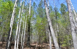 00 Dibrell Road, Pelham, NC 27311