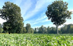 0 Reedy Branch Road, Hamilton, AL 35570