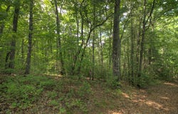 Menagerie Ridge, Epworth, GA 30541
