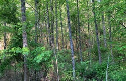 4 Hunter Valley Rd, MURPHY, NC 28906