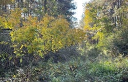 Schmidt Road, McComb, MS 39648