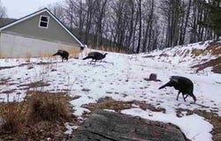 1878 NANCY HANKS DRIVE, NEW CREEK, WV 26743
