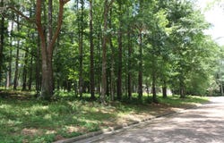 Hunterwood Drive lot: 101, Jasper, TX 75951