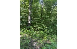 Grabber Lane lot: 419, Wilder, TN 38589
