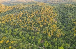 37.42 Tbd Broads Branch Road, Macks Creek, MO 65786