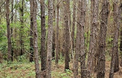 County Road 30, Tract 15, Brilliant, AL 35548