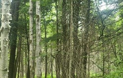 US-131, SW, Kalkaska, MI 49646