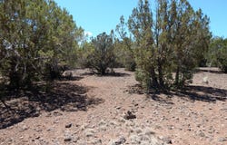 8337 Navajo Drive, Show Low, AZ 85901
