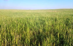 TBD County Road 34, Potter, NE 69156
